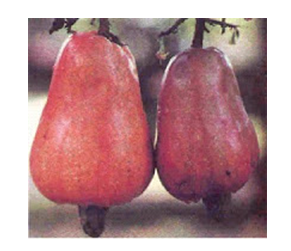 Jambu Mete