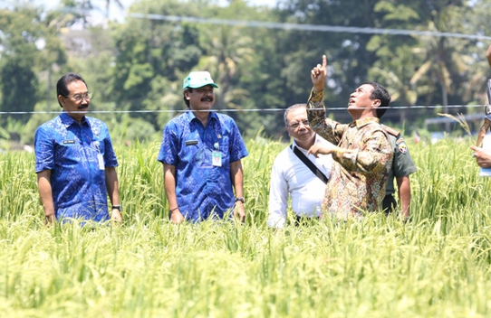 produksi padi